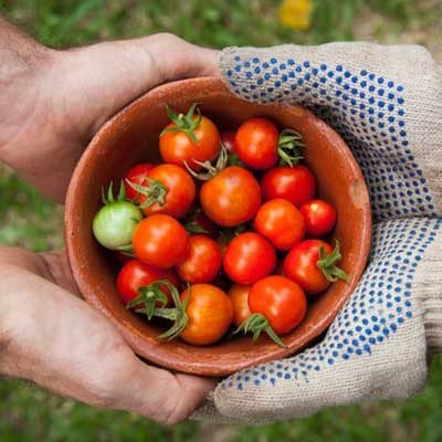 horticulture-vegetable-produce